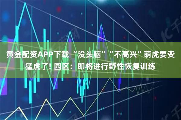黄金配资APP下载 “没头脑”“不高兴”萌虎要变猛虎了! 园区：即将进行野性恢复训练
