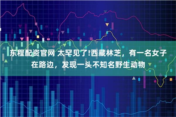 东程配资官网 太罕见了!西藏林芝，有一名女子在路边，发现一头不知名野生动物